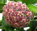 pembe Kapalı çiçek Hoya, Gelin Buketi, Madagaskar Yasemini, Mum Çiçeği, Çelenk Çiçek, Floradora, Hawaii Düğün Çiçeği asılı bitki fotoğraf