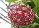 clarete Hoya, Bridal Bouquet, Madagascar Jasmine, Wax Flower, Chaplet Flower, Floradora, Hawaiian Wedding Flower pendurado planta foto