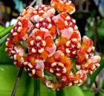 pomarańczowy Pokojowe Kwiaty Hoya ampelnye zdjęcie