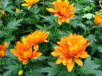 pomarańczowy Pokojowe Kwiaty Chryzantema trawiaste, Chrysanthemum zdjęcie