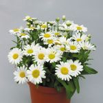 hvid Blomsterhandler Mor, Pot Mum urteagtige plante, Chrysanthemum Foto