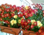 Bilde Blomsterdekoratører Mamma, Pot Mamma Urteaktig Plante beskrivelse