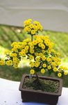 jaune Fleuristes Maman, Maman Pot herbeux, Chrysanthemum Photo