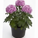 紫丁香 花店妈妈，锅妈妈 草本植物, Chrysanthemum 照