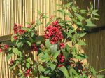 rojo Flores de salón Cestrum arbustos Foto