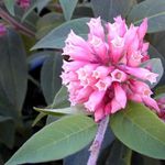pembe Kapalı çiçek Cestrum çalı fotoğraf
