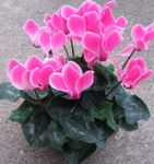 pink Indoor Flowers Persian Violet herbaceous plant, Cyclamen Photo