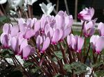 šeřík Pokojové Květiny Perština Fialová bylinné, Cyclamen fotografie