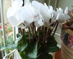 білий Кімнатні Квіти Цикламен трав'яниста, Cyclamen Фото