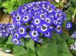 modrý Pokojové Květiny Cinerárie Cruenta bylinné, Cineraria cruenta, Senecio cruentus fotografie
