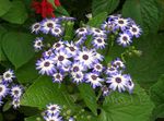 bleu ciel des fleurs en pot Cinéraire Cruenta herbeux, Cineraria cruenta, Senecio cruentus Photo