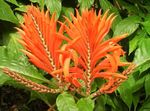 フォト シマウマ植物、オレンジエビプラント 低木 説明