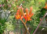 橙 楼花 袋鼠爪 草本植物, Anigozanthos flavidus 照