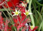 црвено Затворени Цвеће Кенгур Шапа травната, Anigozanthos flavidus фотографија