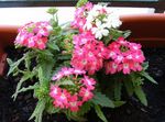 ვარდისფერი შიდა ყვავილები ვერბენა ბალახოვანი მცენარე, Verbena Hybrida სურათი