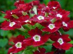 οινώδης εσωτερική Λουλούδια Λουίζα ποώδη, Verbena Hybrida φωτογραφία