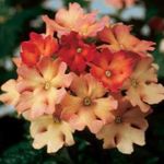 oranžový Pokojové Květiny Verbeny bylinné, Verbena Hybrida fotografie