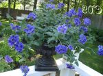 bleu des fleurs en pot Verveine herbeux, Verbena Hybrida Photo