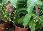 იასამნისფერი შიდა ყვავილები ცეკვა ლედი ბალახოვანი მცენარე, Globba-winitii სურათი