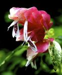 бял Интериорни цветове Червени Скариди Растителна храсти, Beloperone guttata снимка