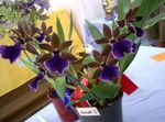 синий Комнатные Цветы Зигопеталум травянистые, Zygopetalum Фото