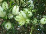 blanc des fleurs en pot Bottlebrush des arbustes, Callistemon Photo