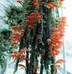 raudonas Vidinis gėlės Columnea, Skandinavų Gaisro Augalų, Sidabrinis Karosas Vynmedis Nuotrauka