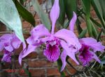 lilac Indoor Flowers Laelia herbaceous plant Photo