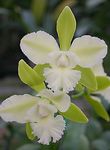 wit Huis Bloemen Lycaste kruidachtige plant foto