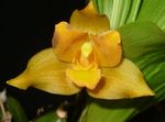 yellow Indoor Flowers Lycaste herbaceous plant Photo