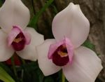 pembe Kapalı çiçek Lycaste otsu bir bitkidir fotoğraf
