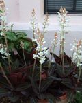 hvítur inni blóm Gimsteinn Orchid herbaceous planta, Ludisia mynd
