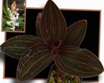 бео Затворени Цвеће Драгуљ Орхидеја травната, Ludisia фотографија