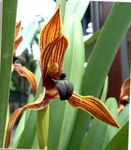 Kokos Koláč Orchidea