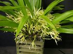mynd Kókos Baka Orchid Herbaceous Planta lýsing