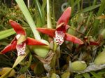 rød Indendørs Blomster Kokos Pie Orkidé urteagtige plante, Maxillaria Foto