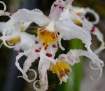 valge Sise Lilled Tiiger Orchid, Maikelluke Orhidee rohttaim, Odontoglossum Foto