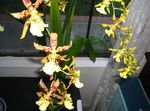 žltá Kvetinové Kvety Tiger Orchidea, Konvalinka Orchidea trávovitý, Odontoglossum fotografie
