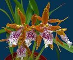 oranžinis Vidinis gėlės Tigras Orchidėja, Pakalnutė Orchidėjų žolinis augalas, Odontoglossum Nuotrauka