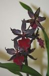 クラレット 室内の花 虎の蘭、谷蘭のユリ 草本植物, Odontoglossum フォト