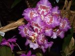 lilla Sise Lilled Tiiger Orchid, Maikelluke Orhidee rohttaim, Odontoglossum Foto