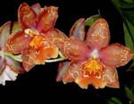 raudonas Vidinis gėlės Tigras Orchidėja, Pakalnutė Orchidėjų žolinis augalas, Odontoglossum Nuotrauka