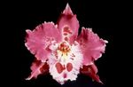 rožinis Vidinis gėlės Tigras Orchidėja, Pakalnutė Orchidėjų žolinis augalas, Odontoglossum Nuotrauka