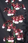 クラレット 室内の花 踊る女性の蘭、cedrosの蜂、ヒョウの蘭 草本植物, Oncidium フォト