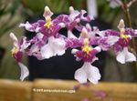 leylak Kapalı çiçek Dans Bayan Orkide, Cedros Arı, Leopar Orkide otsu bir bitkidir, Oncidium fotoğraf