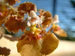 бровн Затворени Цвеће Данцинг Лади Орхидеја, Цедрос Пчела, Леопарда Орхидеја травната, Oncidium фотографија
