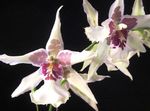blanc des fleurs en pot Danse Lady Orchid, Abeille Cedros, Le Léopard Orchidée herbeux, Oncidium Photo