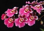 pink Indendørs Blomster Dansende Dame Orkidé, Cedros Bi, Leopard Orkidé urteagtige plante, Oncidium Foto