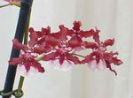 punainen Sisäilman Kukkia Dancing Lady Orkidea, Cedros Mehiläinen, Leopardi Orkidea ruohokasvi, Oncidium kuva
