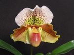 Foto Papuča Orhideje Zeljasta Biljka opis
